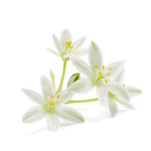 note-huong-hoa-sao-trang