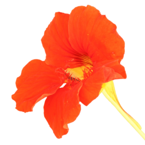 note-huong-hoa-sen-can