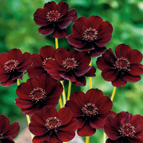 note-huong-hoa-socola