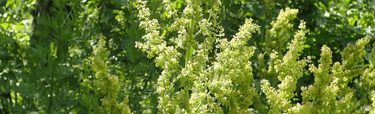 Hoa Thanh Ngọc Reseda