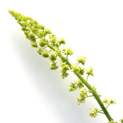 note-huong-hoa-thanh-ngoc-reseda