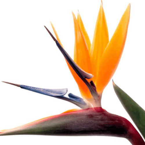 note-huong-hoa-thien-dieu