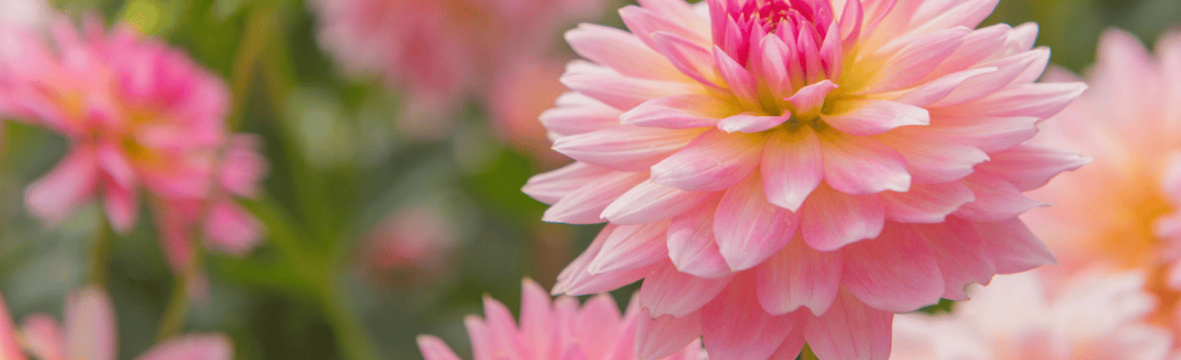 Hoa Thược Dược