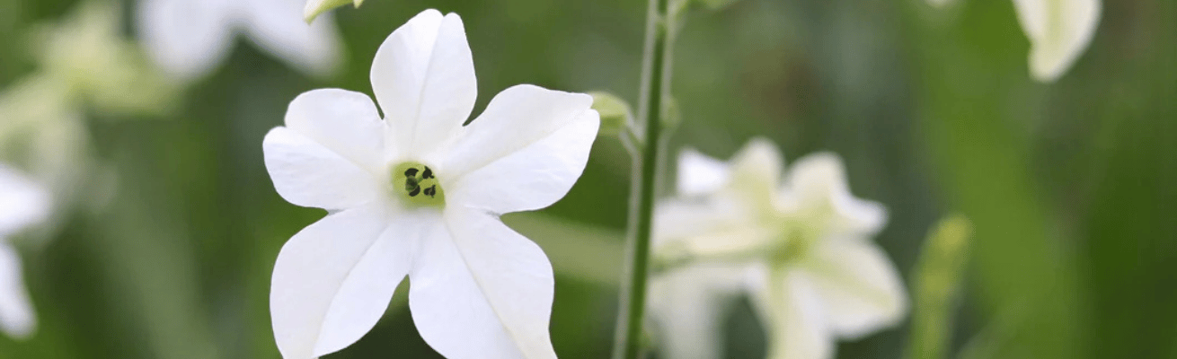 Hoa Thuốc Lá Trắng