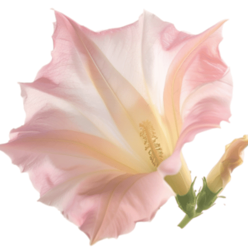 note-huong-hoa-thuoc-la-trang