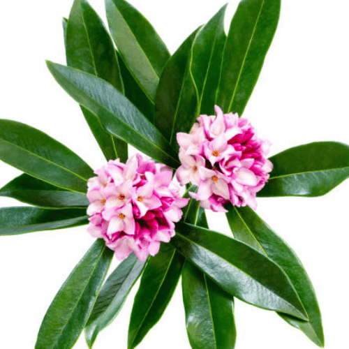 note-huong-hoa-thuy-huong