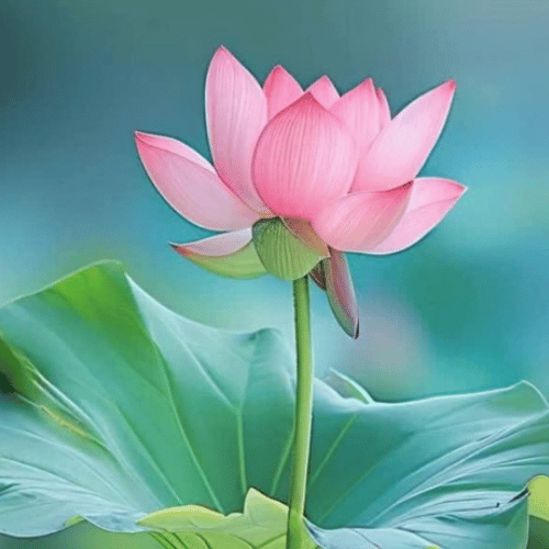 note-huong-hoa-thuy-sinh