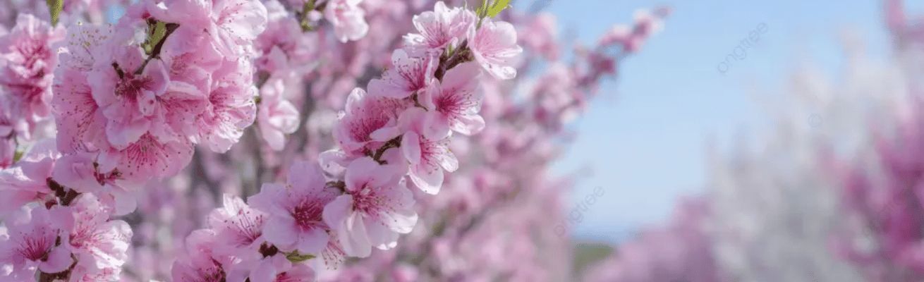 Hoa Vườn Cây Ăn Quả