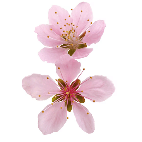 note-huong-hoa-xuan-dao