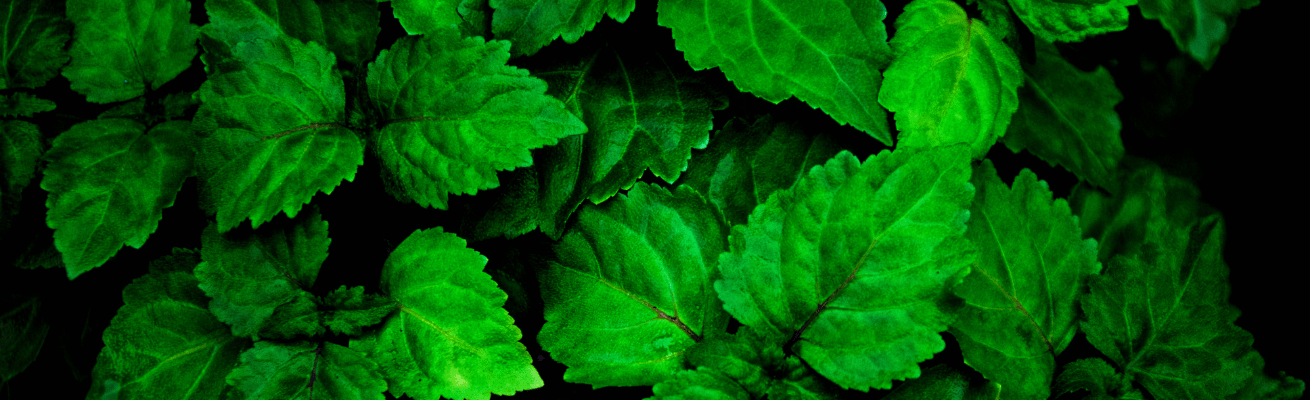 Hoắc Hương Đậm