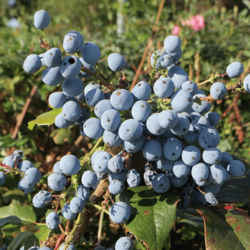 note-huong-hoang-lien-o-ro