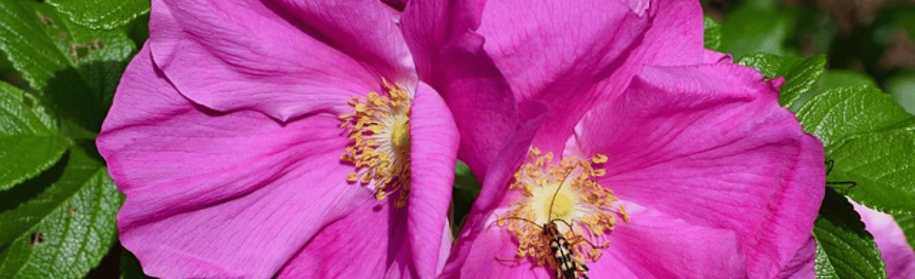 Hồng Nhật Hamanasu