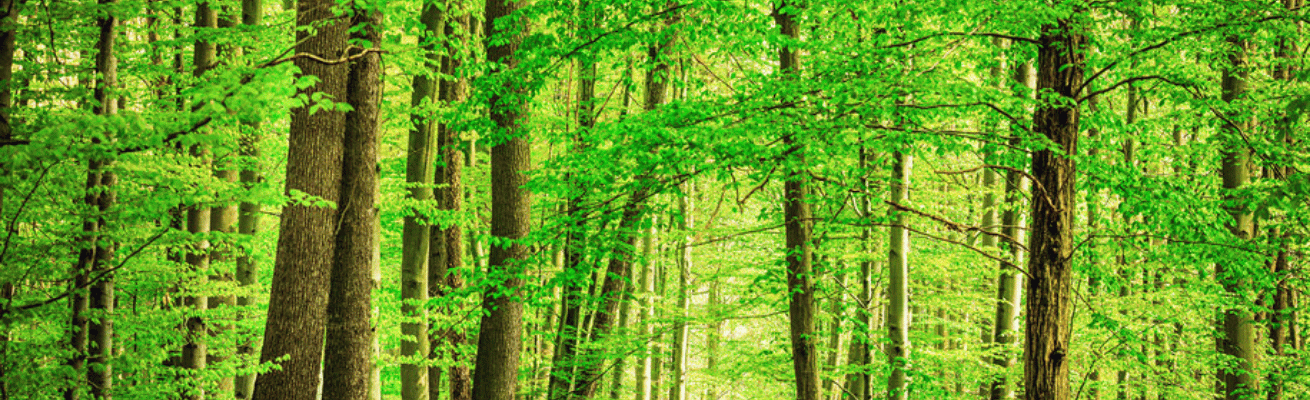 Khu Rừng Xanh Tươi