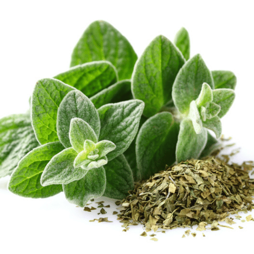 Kinh Giới Ngọt Kinh Giới Ngọt