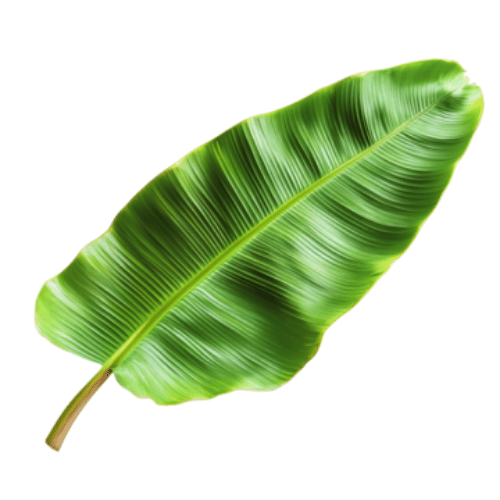 Lá Chuối