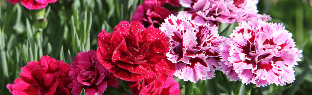 Lá Hoa Cẩm Chướng