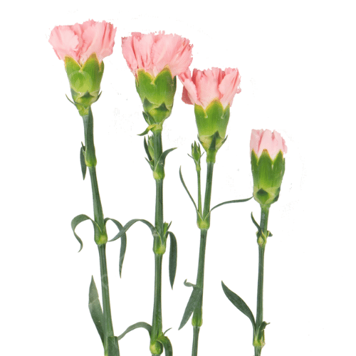 note-huong-la-hoa-cam-chuong