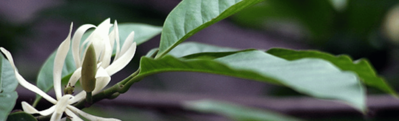 Lá Mộc Lan