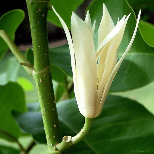 note-huong-la-moc-lan