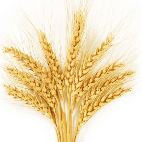 note-huong-lua-mach-den