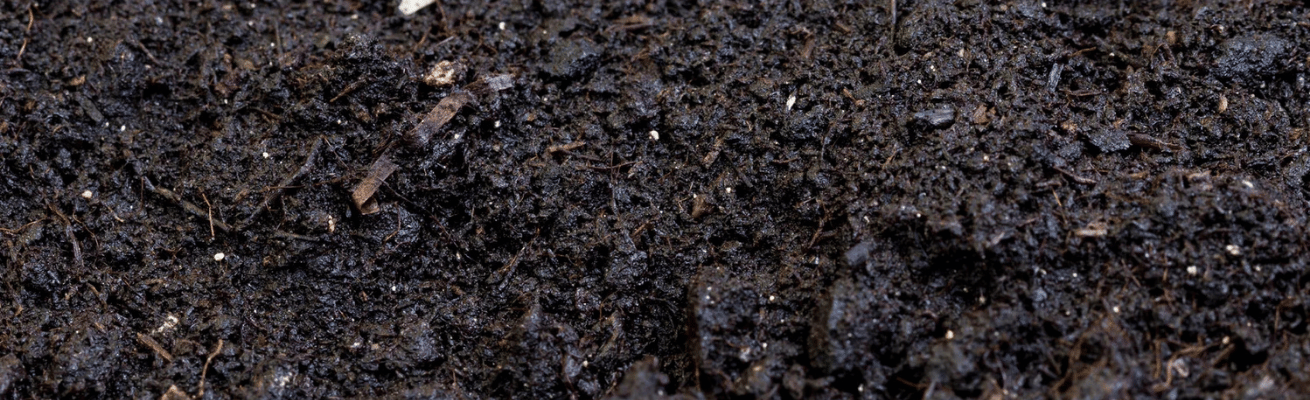 Mùi Đất Sau Mưa