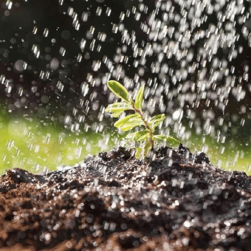 note-huong-mui-dat-sau-mua