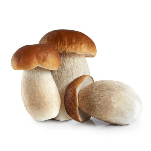 note-huong-nam-porcino