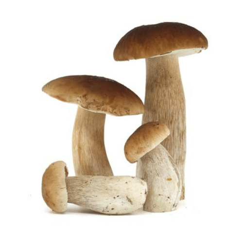 note-huong-nam-thong