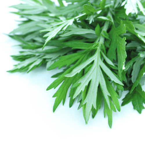 note-huong-ngai-cuu-mugwort