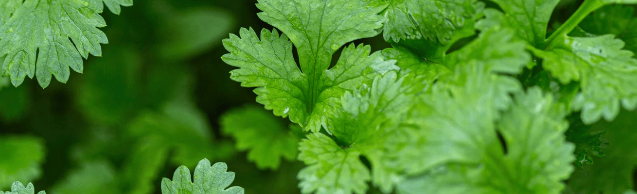 Ngò Rí/Rau Mùi Ta