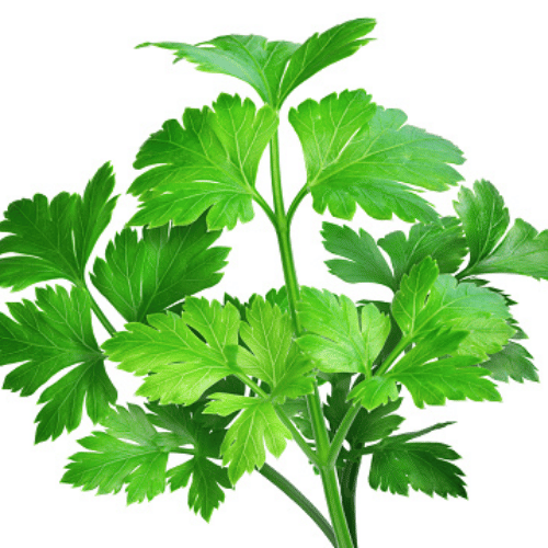 note-huong-ngo-ri-rau-mui-ta