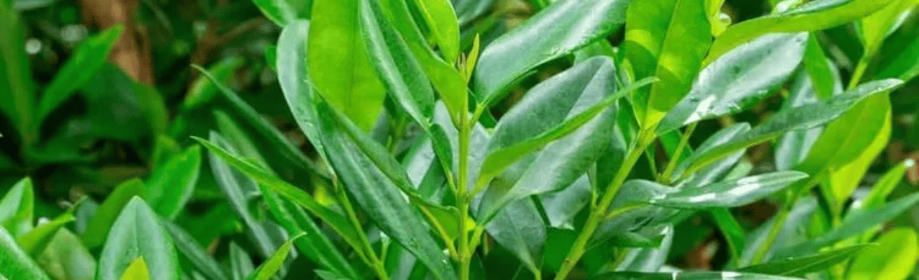 Nguyệt Quế Tây Ấn