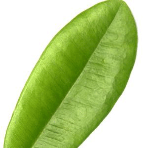 note-huong-nguyet-que-tay-an