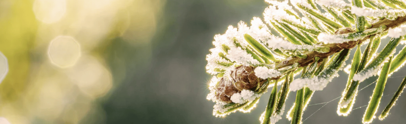 Nhựa Cây Linh Sam Canada