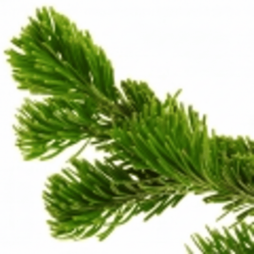 note-huong-nhua-cay-linh-sam-canada