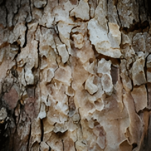 note-huong-nhua-gurjun