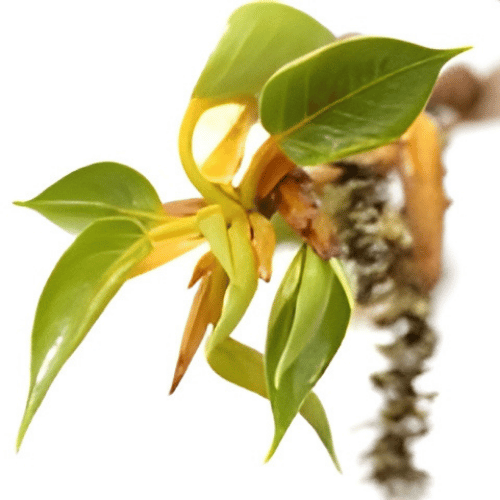 note-huong-nu-cay-duong