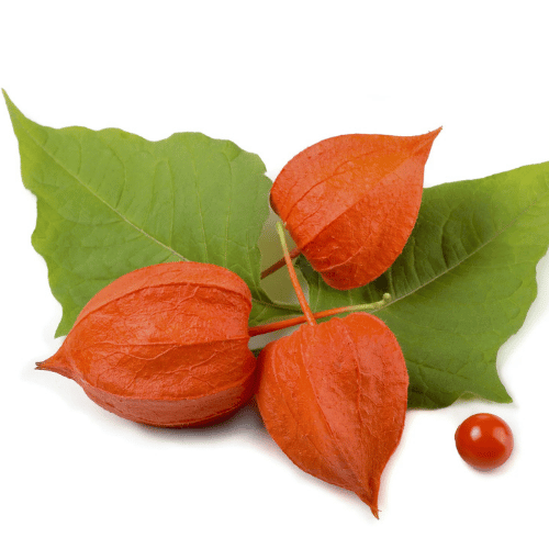 note-huong-qua-anh-dao-dat