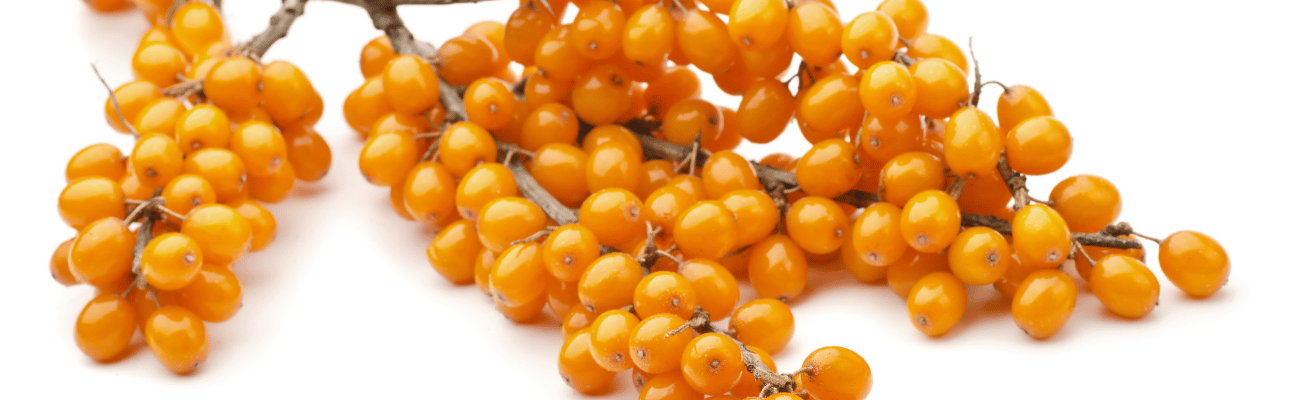 Quả Hắc Mai Biển