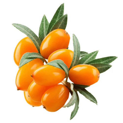 note-huong-qua-hac-mai-bien