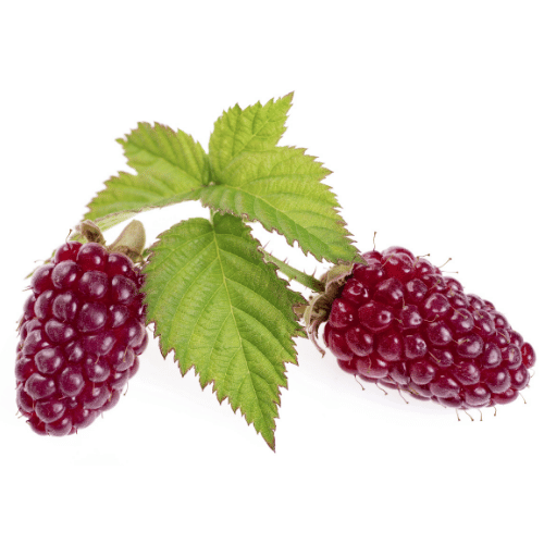 note-huong-qua-logan