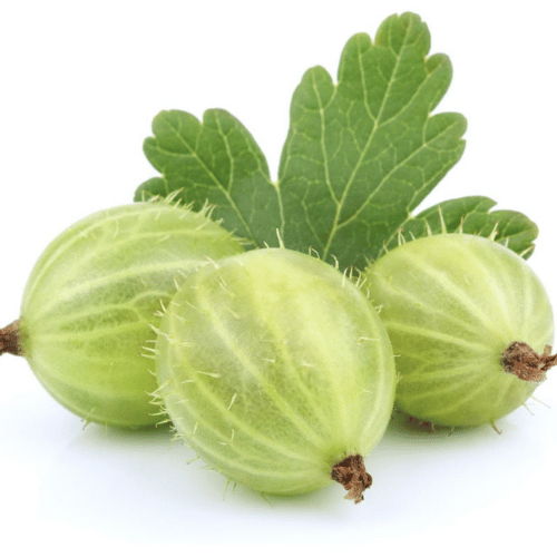 Quả Lý Gai Quả Lý Gai