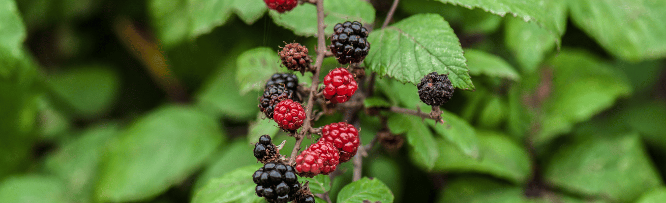 Quả Mâm Xôi Dại