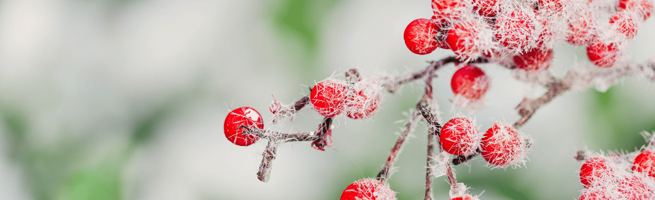 Quả Mọng Phủ Tuyết