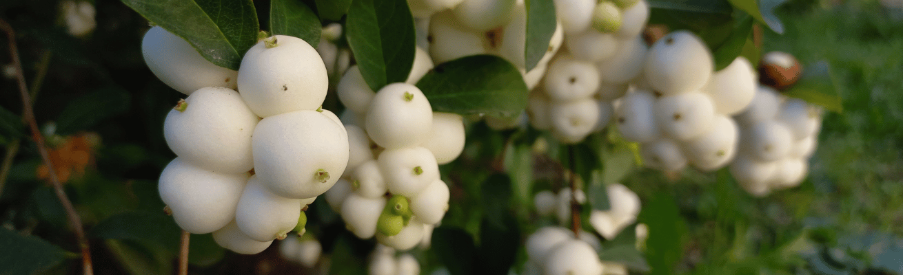 Quả Mọng Tuyết