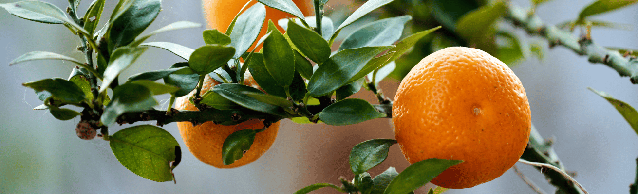 Quýt Đắng Chinotto