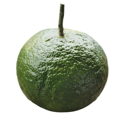 note-huong-quyt-dang-chinotto