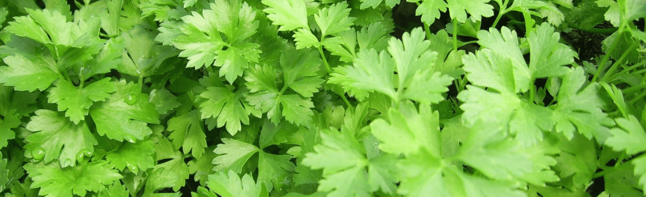 Rau Mùi Tây