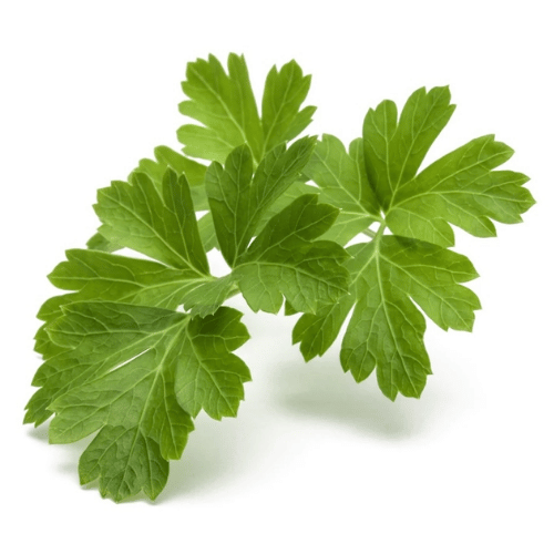 note-huong-rau-mui-tay