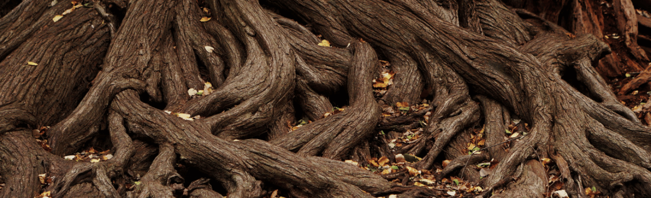Rễ Cây